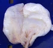 Fish Maw