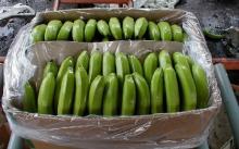HIGH QUALITY FRESH CAVENDISH BANANA
