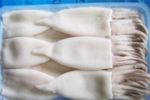 frozen  squid  tube +tentacle