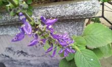 Coleus Forskohlii Extract