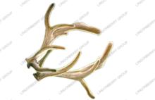 Deer  Antler  Extract