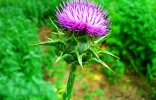 Milk Thistle Extract  80 % Silymarin