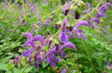  Salvia  Miltiorrhiza  Extract 