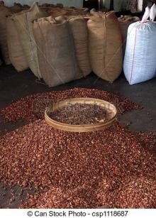 Hand Picked Cocoa Beans for Sale