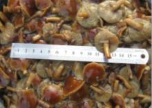 nameko mushroom