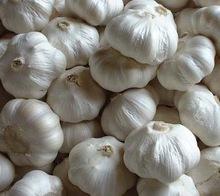 Fresh and  Dry   Garlic  for Sale