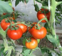  Lycopene  /  Tomato   Extract 