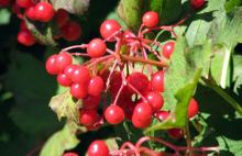  Cranberry   anthocyanin 