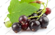  Black   currant   anthocyanin 