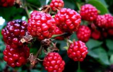  Red   raspberry  anthocyanin