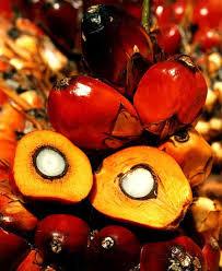  Palm   Kernel  Nuts