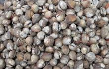 raw  sea   food   frozen 
