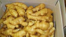 fresh ginger/ air   dry  ginger