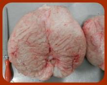 supplier for high quality frozen halal lamb tail fat with best price