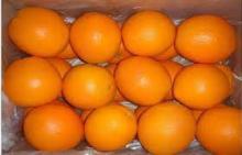 Grade A Fresh  Orange s ( Navel , Valencia etc)