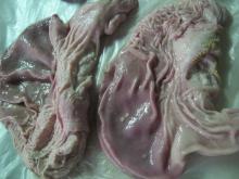 Pork Raw Stomach