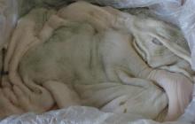 Beef Tripe Raw