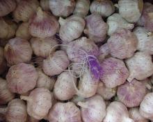  FRESH   PURE   GARLIC 