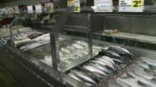 live seafood fish of round scad with small eyes