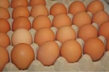Brown chicken eggs (competitive price)