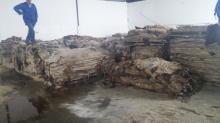 Wet Salted Donkey Hides