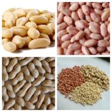 BOLD PEANUTS 50/60,PEANUT KERNELS ,ROASTED PEANUTS