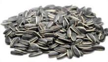 Sunflower Seeds for sale