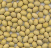 Organic Non Gmo Soybeans for sale