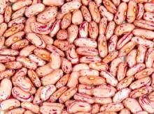 large light speckled kidney  beans   soya  bean for  sale 