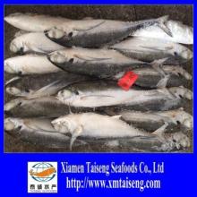 Wholesale China  Frozen   Hard   Tail  Scad