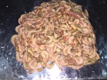 Pink Shrimp