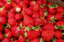  Fresh   Berries  Fruits