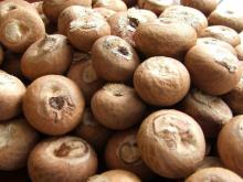  Betel   Nut s