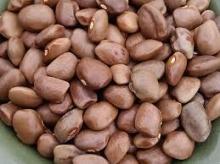 Brown Lentils Beans
