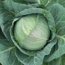 Fresh Cabbages