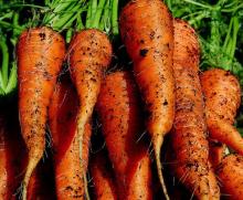 Fresh Carrots