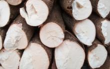 Fresh Cassava