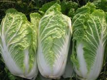  Fresh   Celery  Cabbage