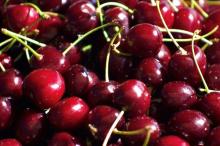 Fresh Cherries  Fruit s