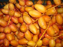  Fresh   Dates 