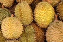 Fresh  Durian   Fruit s