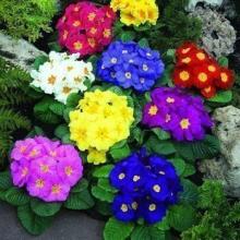 Flower  Seed s