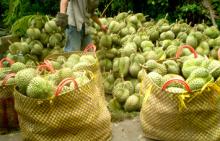 Durian fresh fruit