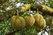 Best Durian fresh fruit from thailand
