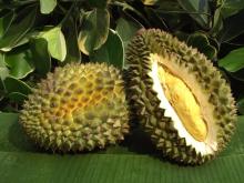 Premium Fresh Durian / Frozen Durians Thailand
