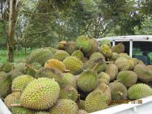  Durian   fresh  fruit from Thailand