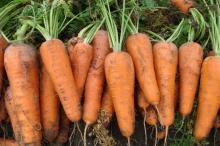 Taiwanese carrot with pesticide residual  safe 