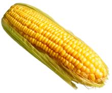  yellow   Maize 