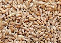 sell wheat