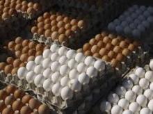 Farm Fresh Chicken Table eggs, Brown Shell chicken eggs, White shell chicken eggs